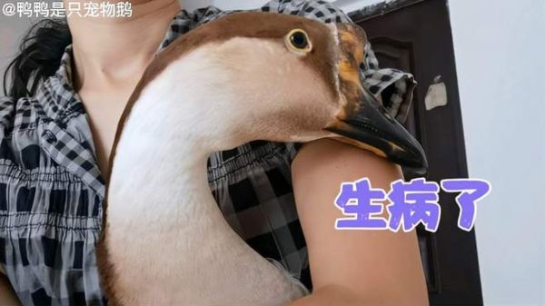 宠物鹅生病，已拒食两天，主人束手无策