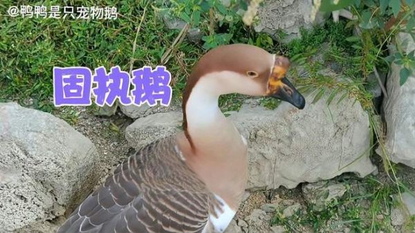 养了一只固执的宠物鹅是什么体验