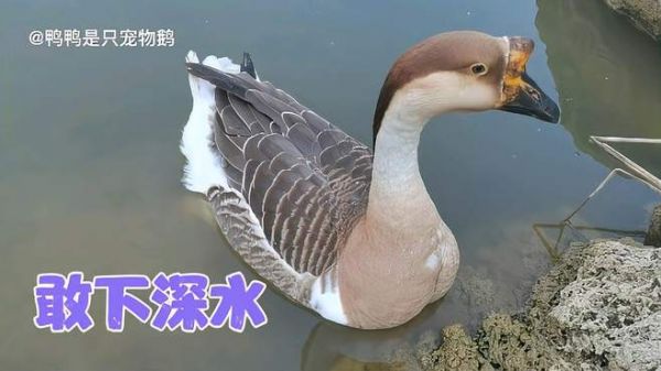养了一年多的宠物鹅，今天第一次主动游到了深水区，真是太难得了