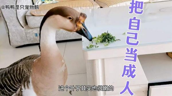 宠物鹅把自己当成了人，不仅能听懂主人讲话还会撒娇，被养成精了