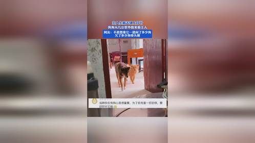 主人生病去镇上打针，狗狗从几公里外跑来看主人