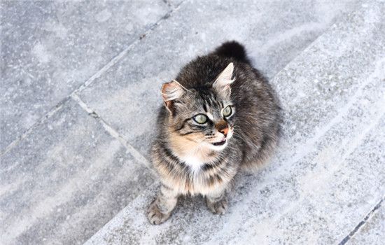 猫咪急救措施 猫咪受伤时千万别手足无措