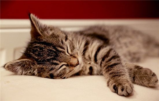 猫咪急救措施 猫咪受伤时千万别手足无措