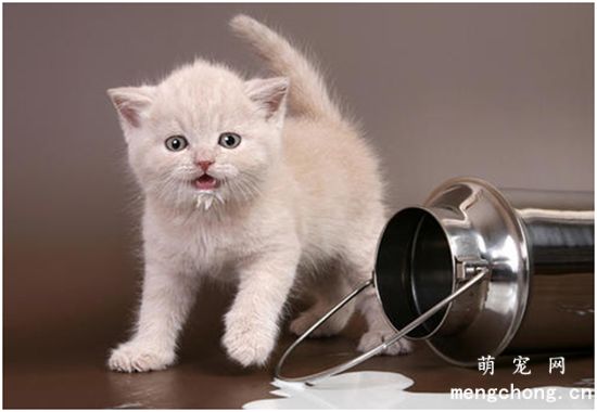 猫咪心肌炎的病因及症状？猫心肌炎的急救及治疗方法