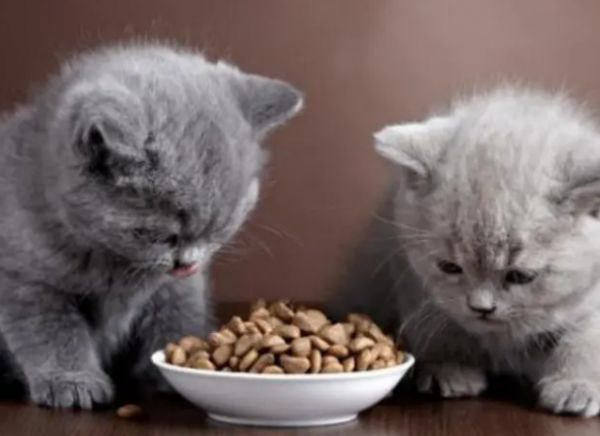 宠物猫喜欢吃什么食物和水果
