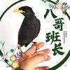 舒城县班长八哥鸟养殖厂【八哥班长】