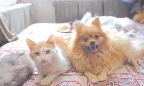 怎么让猫咪与其他动物相处? 这些主人要知道, 做好防范措施
