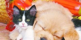 怎么让猫咪与其他动物相处? 这些主人要知道, 做好防范措施