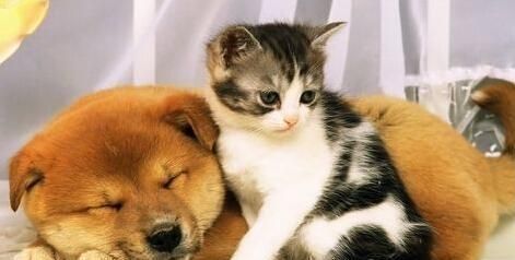 怎么让猫咪与其他动物相处? 这些主人要知道, 做好防范措施