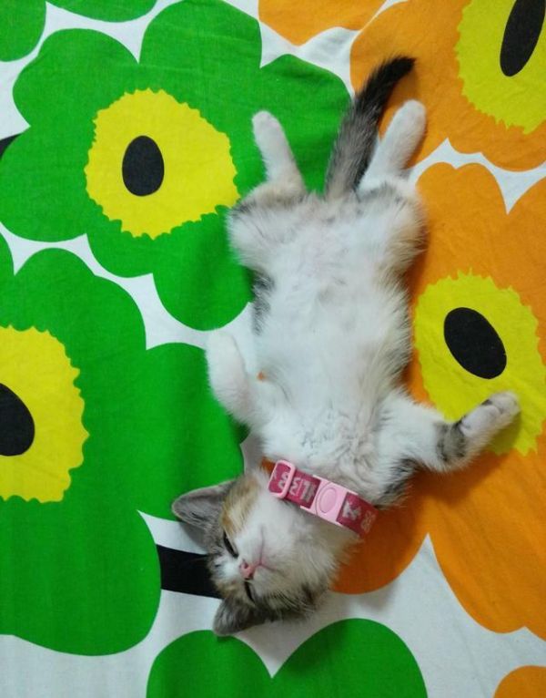 实用养猫指南（四）：如何降低猫咪的破坏力