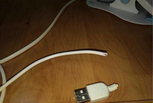 实用养猫指南（四）：如何降低猫咪的破坏力