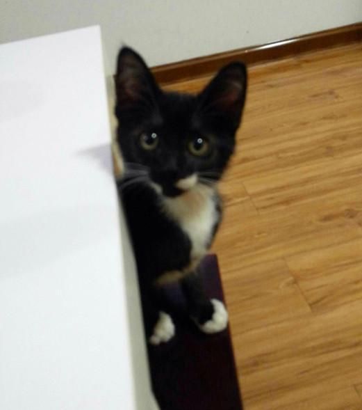 实用养猫指南（四）：如何降低猫咪的破坏力