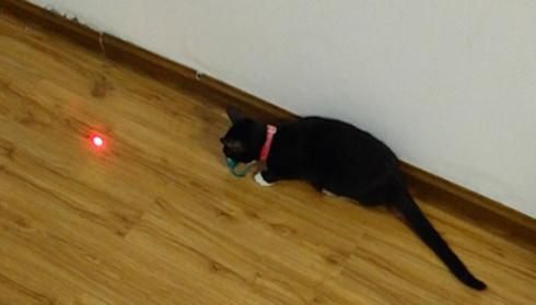实用养猫指南（四）：如何降低猫咪的破坏力