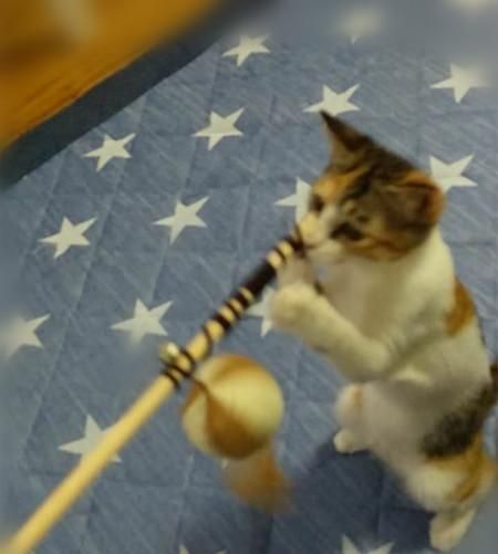 实用养猫指南（四）：如何降低猫咪的破坏力