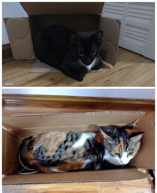 实用养猫指南（四）：如何降低猫咪的破坏力
