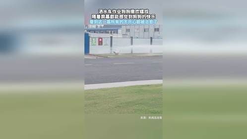 洒水车作业狗狗撒欢嬉戏，隔着屏幕都能感觉到狗狗的快乐，看到这一幕所有的不开心都被治愈了