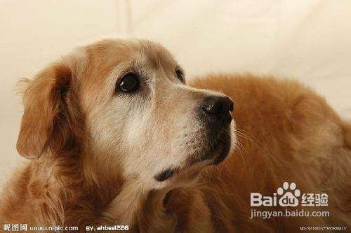 你知道怎么训练金毛犬不向其他犬挑衅吗