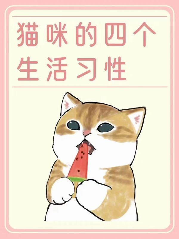 猫咪的四个习惯#科学养宠攻略 #萌宠百科 #养猫知识 #养猫人