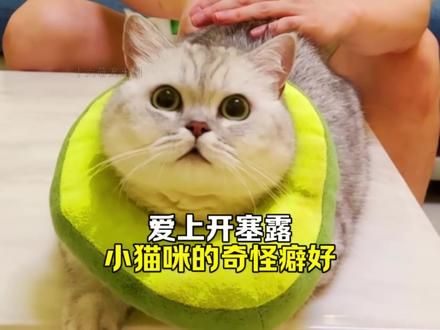 一只猫竟然爱上了开塞露，你敢信吗？ #萌宠日常记录 #动物的迷惑行为 #萌宠出道计划 #猫咪