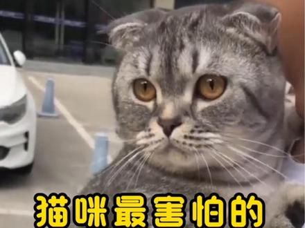 如果你想让你家的毛孩子多陪你几年，这四种行为一定不要做#猫咪 #科学养宠攻略 #萌宠 #养猫人 #养猫经验分享