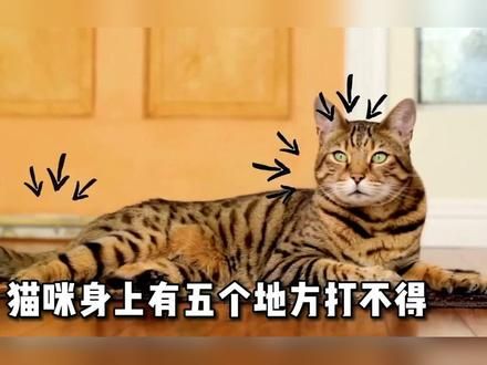 猫咪身上有五个地方打不得 #猫咪 #宠物 #铲屎官 #萌宠