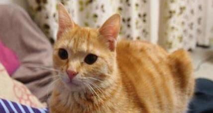 猫咪适应新环境的秘诀（从宠物猫的视角）