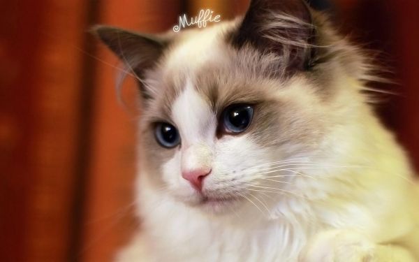 猫咪竟有这些小习惯，你知道吗8