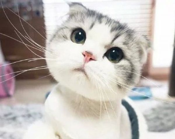 猫咪竟有这些小习惯，你知道吗2