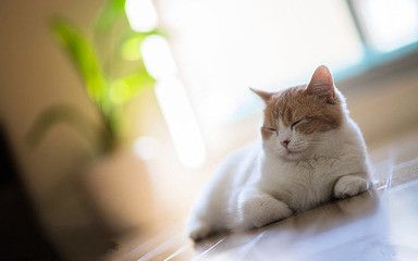 猫咪竟有这些小习惯，你知道吗20