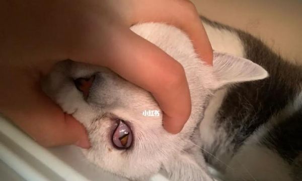 猫咪眼睛边上的毛粘住，如何预防和处理（宠物猫的健康指南）