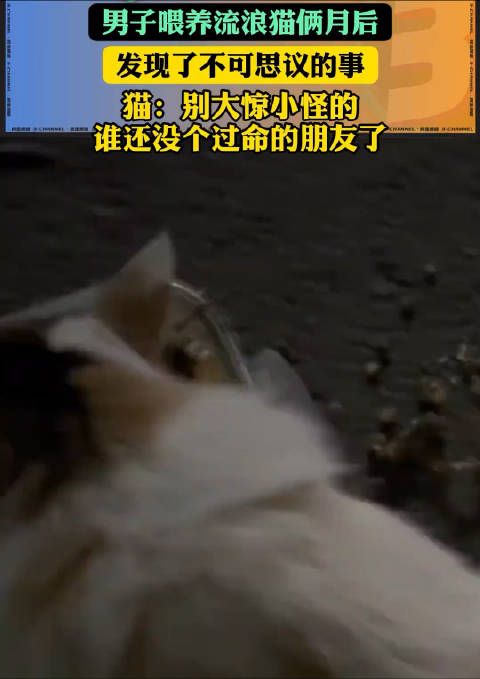 投喂两个月的流浪猫后,发现猫咪也养了宠物..…… @微博iPhone客户端 曝光