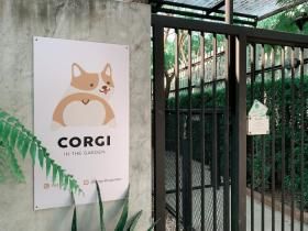 这家咖啡厅里有15只可爱的柯基犬，游客边喝咖啡边撸狗（15张）