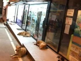为了让更多人接受流浪狗，泰国政府想出了这样一个办法！