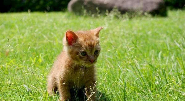 最好不要让宠物猫食用的几种食物，猫咪的投喂误区，你该知道
