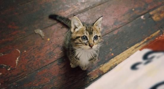 最好不要让宠物猫食用的几种食物，猫咪的投喂误区，你该知道
