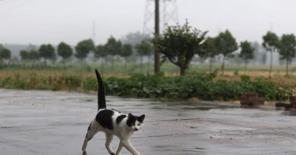 最好不要让宠物猫食用的几种食物，猫咪的投喂误区，你该知道
