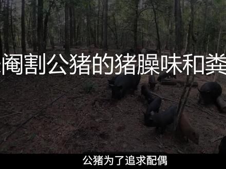 #猪肉 #异味 全解！硬核解析猪肉各个异味的来源和处理方法