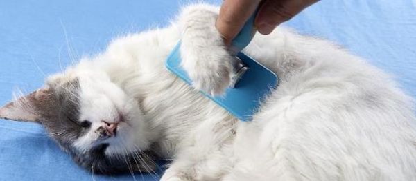 猫咪可以用香皂洗澡吗（宠物护理的误区与正确做法）