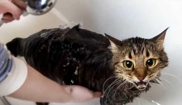 猫咪可以用香皂洗澡吗（宠物护理的误区与正确做法）