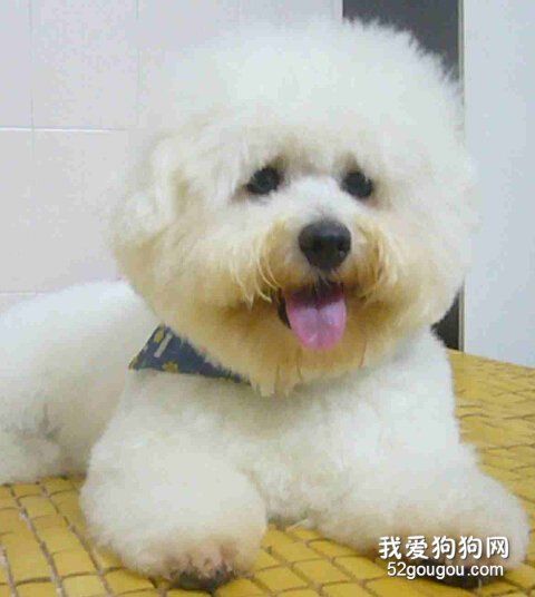 比熊犬