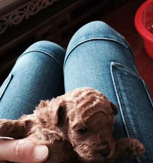 泰迪犬能否吃鸡蛋？——关于宠物饮食的误区
