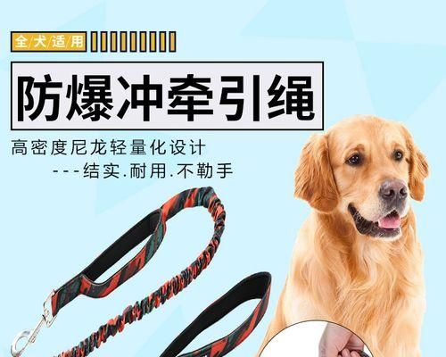 让宠物狗乐于牵引绳的秘诀（15个方法教您如何让狗狗爱上牵引绳）