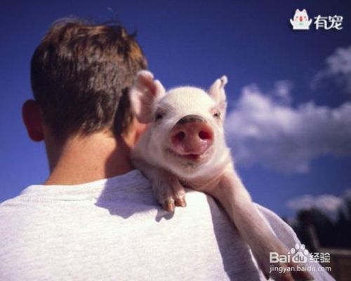 养宠物对你的生活会有什么样的影响？