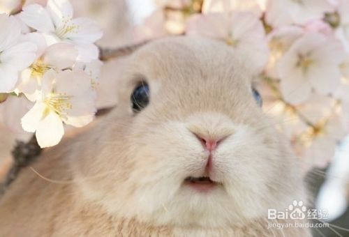 养兔子比养猫养狗有优势 为什么养的人却不多？