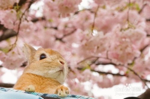 养兔子比养猫养狗有优势 为什么养的人却不多？