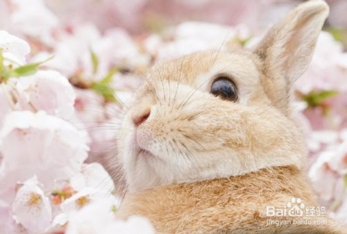 养兔子比养猫养狗有优势 为什么养的人却不多？