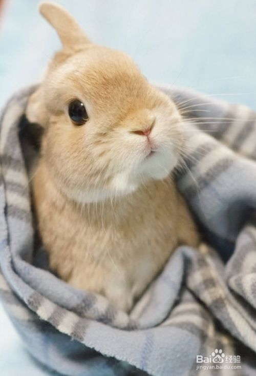 养兔子比养猫养狗有优势 为什么养的人却不多？