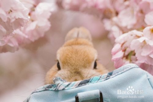 养兔子比养猫养狗有优势 为什么养的人却不多？