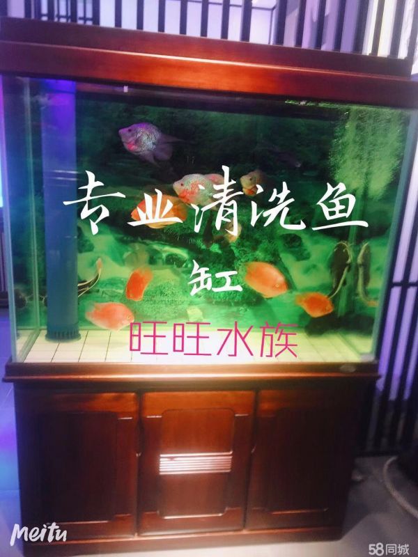 石家庄旺旺水族·石家庄上门鱼缸清洗鱼缸清理鱼缸维护鱼缸养护等服务