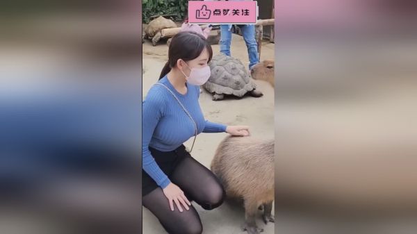 真大！我说的是乌龟